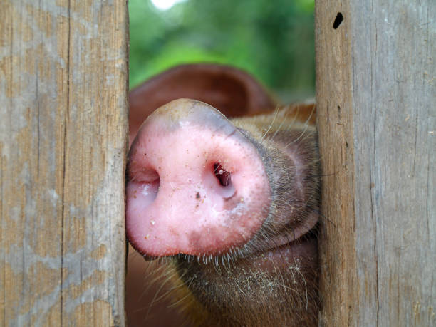 istock Pig on livestock farm. 915518040