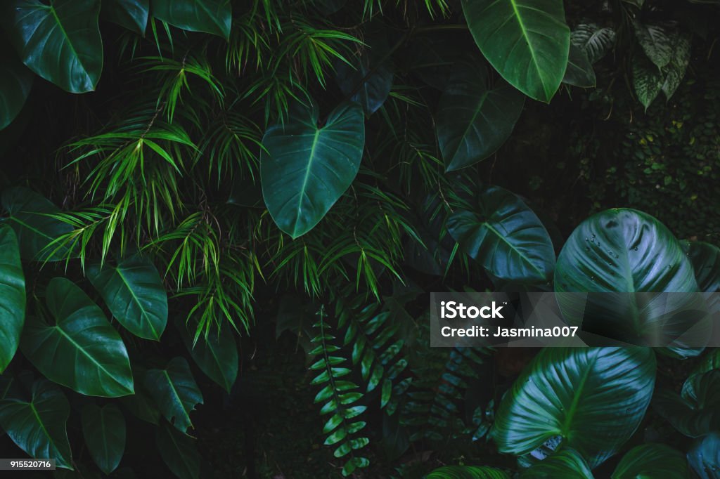 Dschungel hinterlässt Hintergrund - Lizenzfrei Blatt - Pflanzenbestandteile Stock-Foto