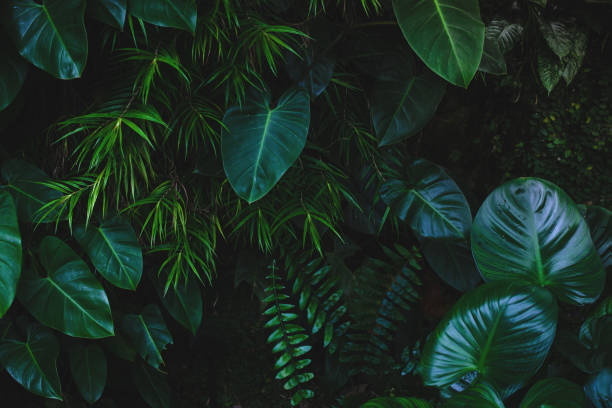 jungle feuilles fond - forêt tropicale humide photos et images de collection