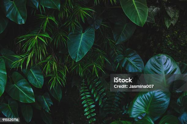 Jungle Leaves Background Stock Photo - Download Image Now - Leaf, Backgrounds, Rainforest