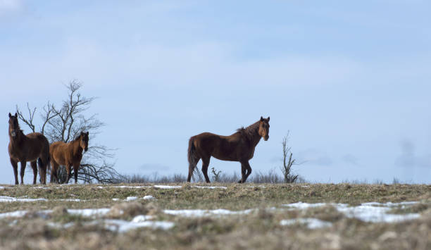 istock Horses in Winter Pasture with Snow 915520812