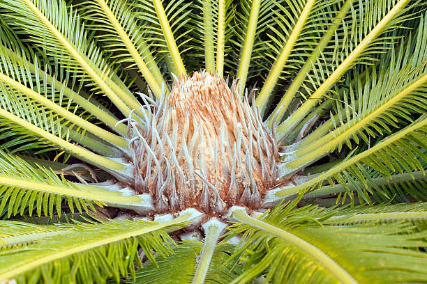 Anãs Palm - foto de acervo