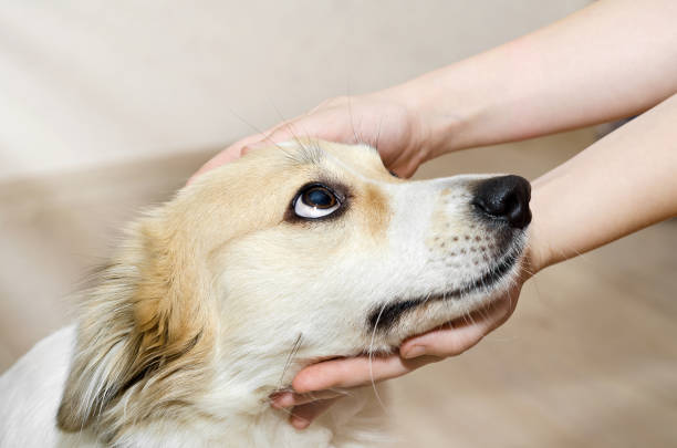 istock The dog's head in children's hands 915521632