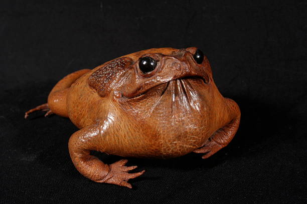 angry, ugly little frog stock photo