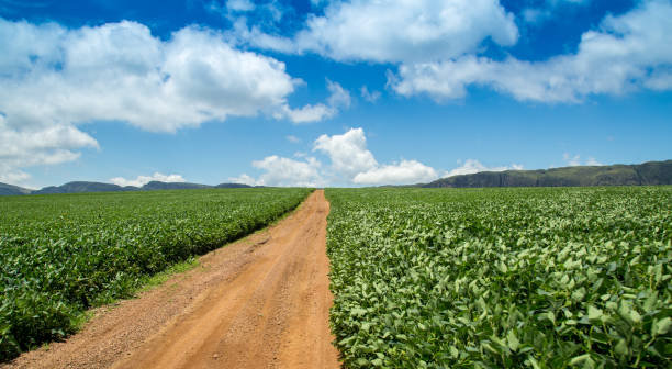 istock soybean plantation road montain brazil 915527342