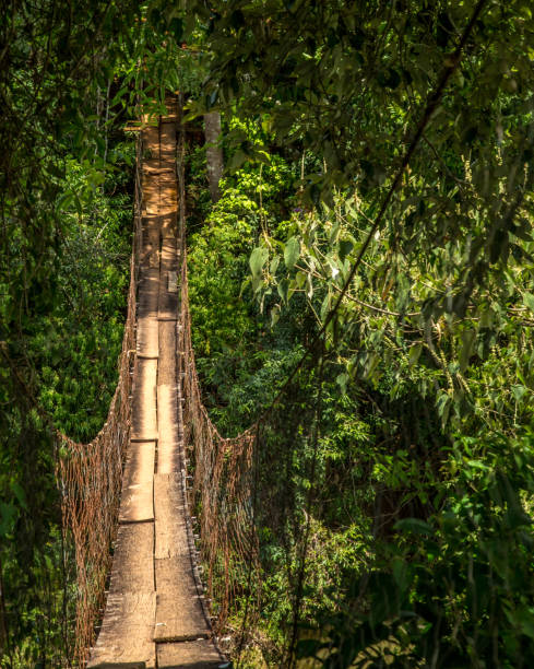 istock wood bridge national park brazil 915527538