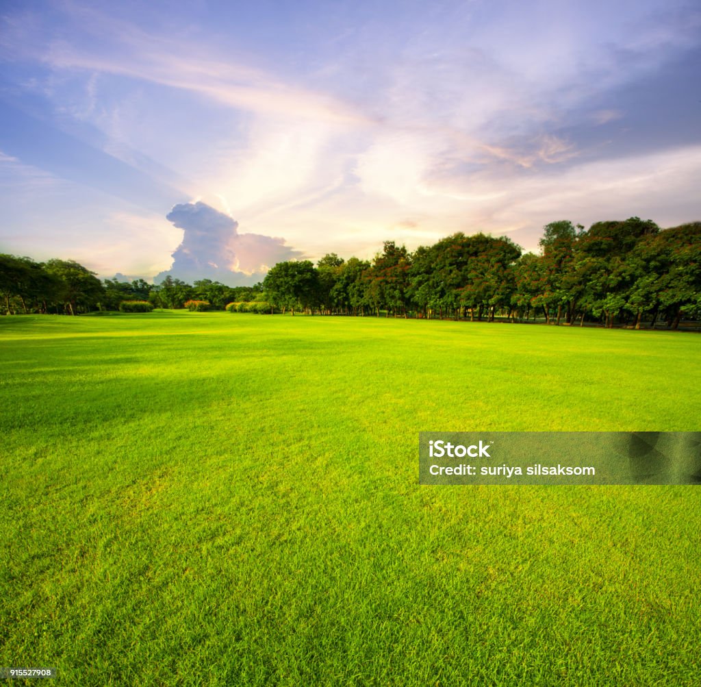 schönen grünen Rasen Feld öffentlicher Park gegen Morgen Himmelshintergrund - Lizenzfrei Golfplatz Stock-Foto