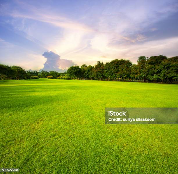 Schönen Grünen Rasen Feld Öffentlicher Park Gegen Morgen Himmelshintergrund Stockfoto und mehr Bilder von Golfplatz