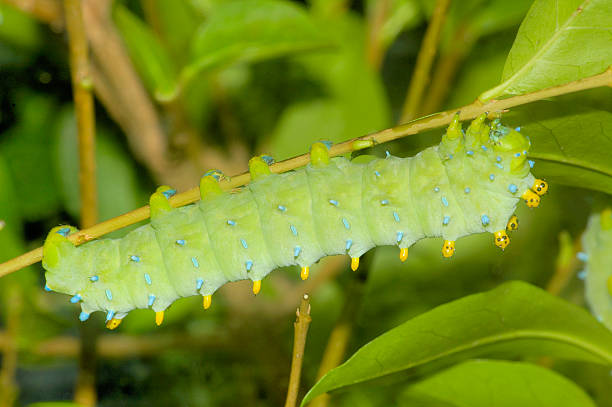 Cecropia Caterpillar stock photo