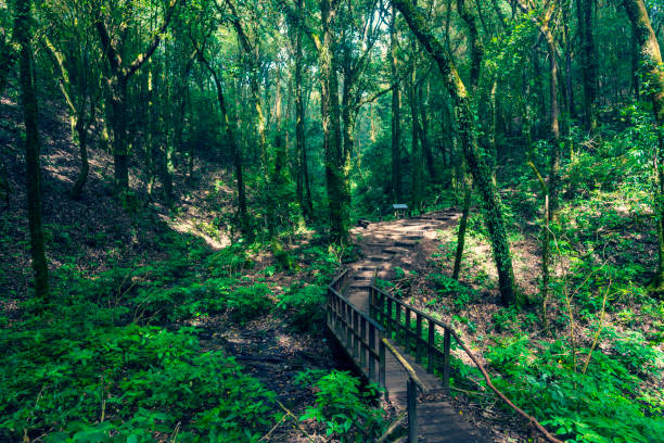 istock tropical rain forest green field in Thailand national park 915528186