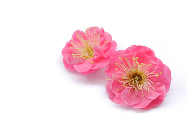 Japanese pink plum flower isolated on white background