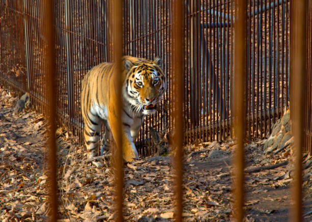 istock the Amur tiger is looking at us through the bars. 915531284