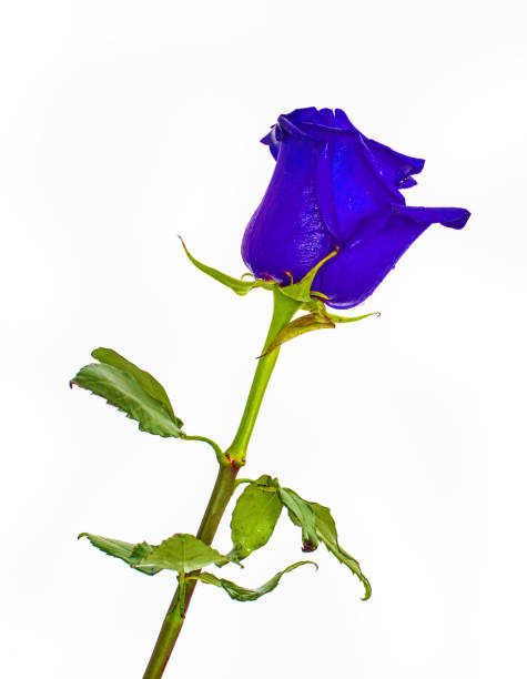 Blue Roses On Isolated Background Colors Without Background Bright