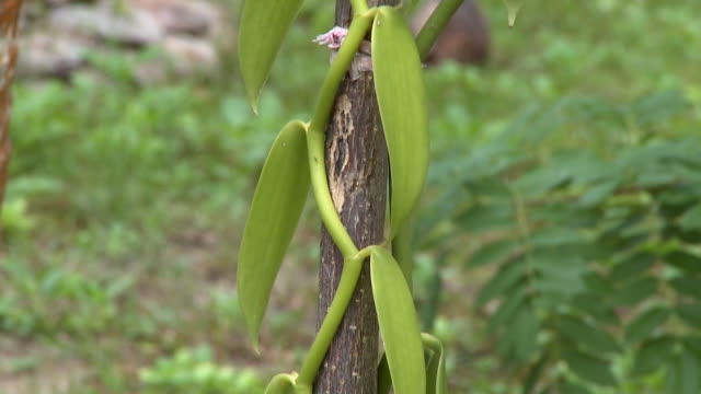 CU TU Vanilla plant growing on wooden post, La Digue Island, Seychelles