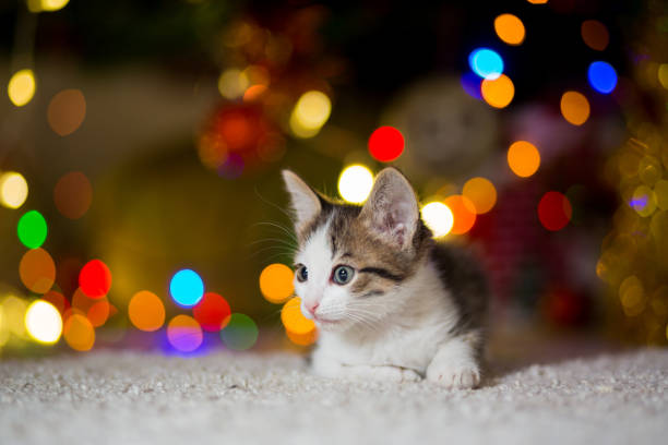 istock small kitten lies on a carpet near a Christmas tree with garlands 915534504
