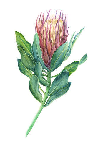 Pretty pink Protea flower watercolor illustration isolated on white background.