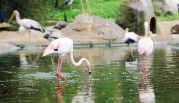 istock Bird in a pond looking for food 915545026