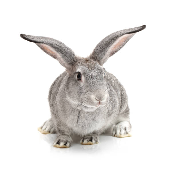 istock Baby Bunny close up on white background 915545048