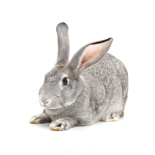 istock Baby Bunny close up on white background 915547052
