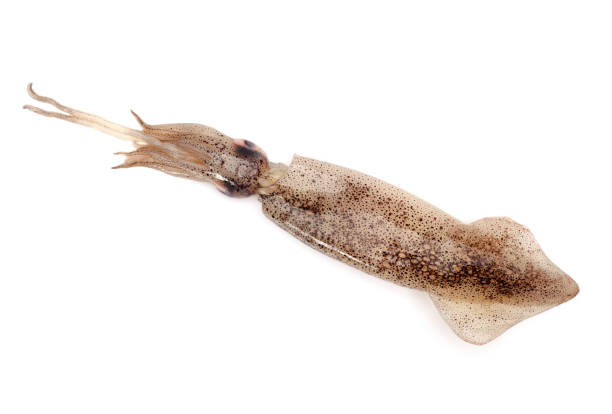istock Isolated Squid seafood on white background 915550050