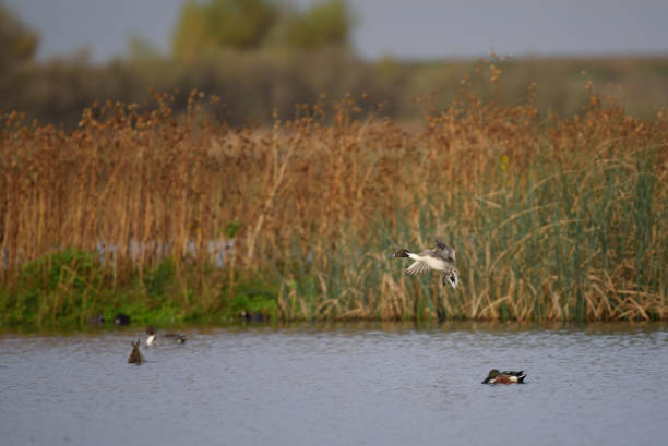 istock pintail duck landing water 915550116