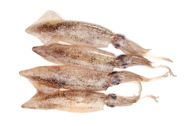 istock Isolated Squid seafood on white background 915550154