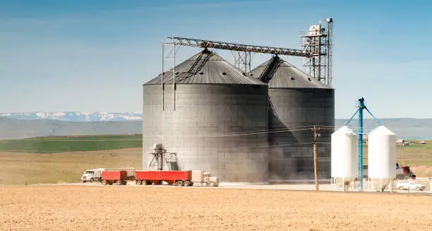 Semi Trucks arrive to take on loads of harvested food  transporting them to market