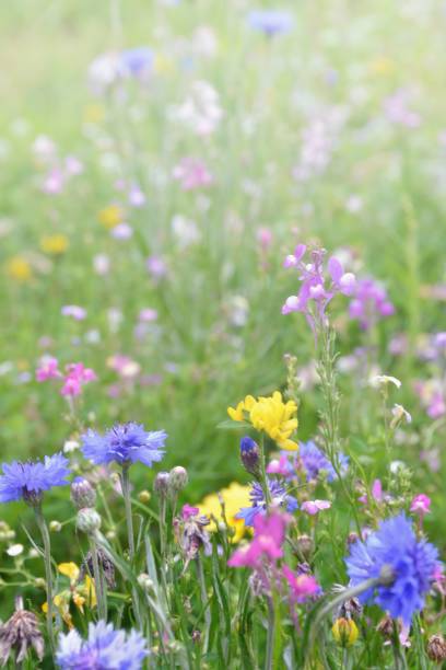 istock Beautiful flower background 915553428