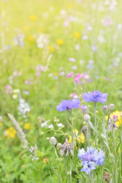 istock Beautiful flower background 915553498