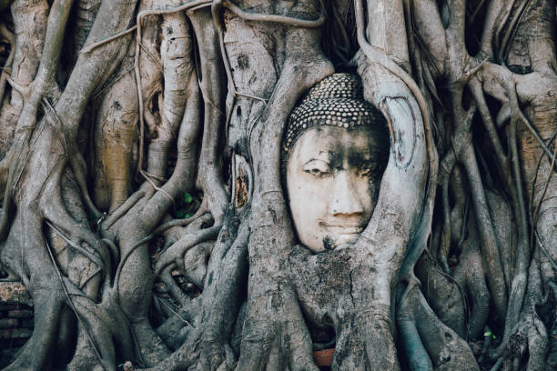 istock Buddha statue trapped in tree roots at Wat Maha That, Ayutthaya, Thailand 915553524