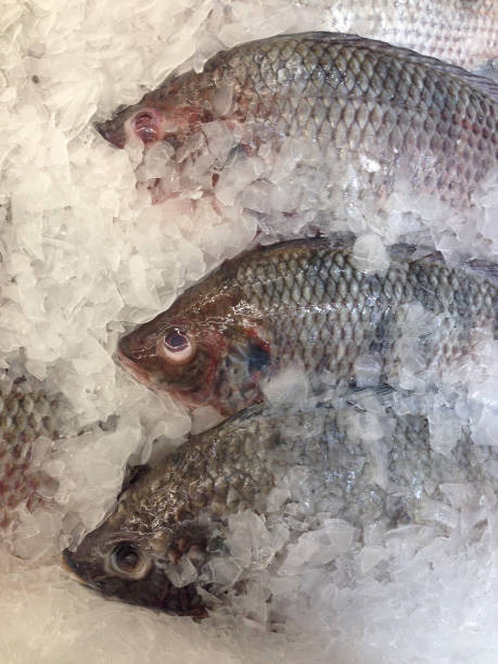 istock Fresh fish on ice in the market 915553582