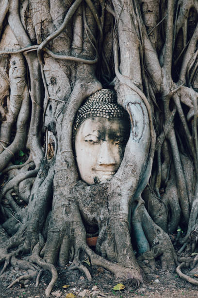 istock Buddha statue trapped in tree roots at Wat Maha That, Ayutthaya, Thailand 915553586
