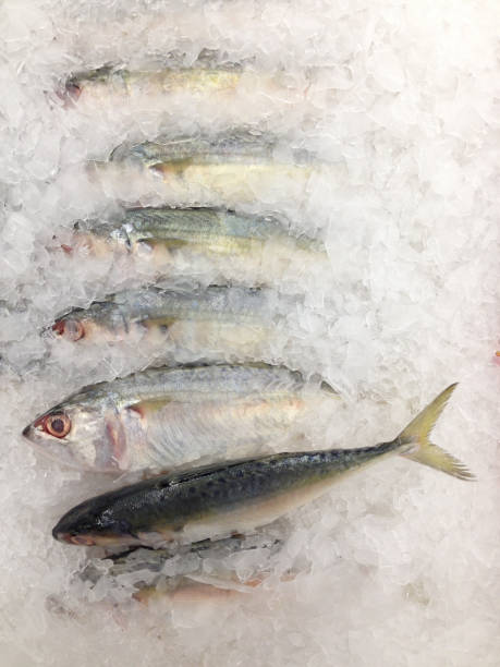 istock Fresh fish on ice in the market 915553624