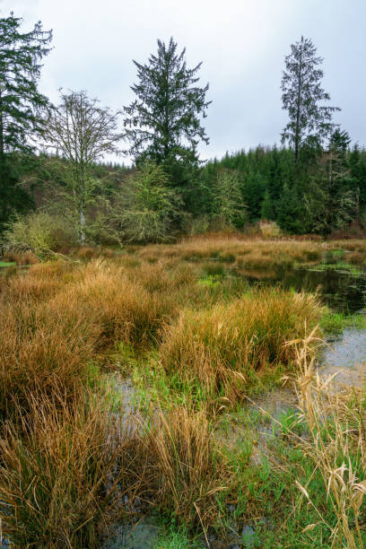 istock Slough and Waterway  In Western Washington 915556266