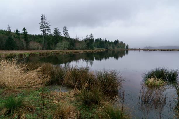 istock Slough and Waterway  In Western Washington 915556734