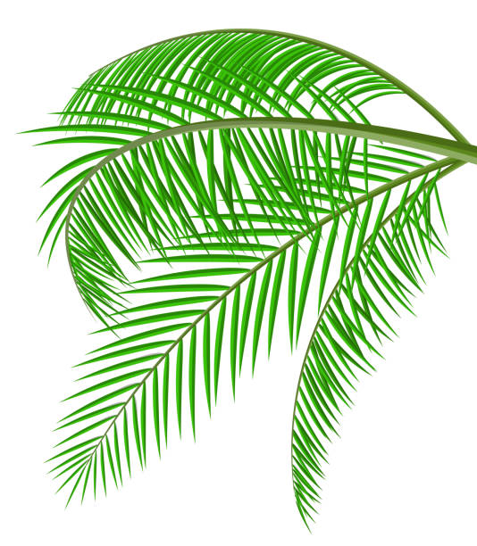 istock Tropical green leaves. Jungle leaves 915557476