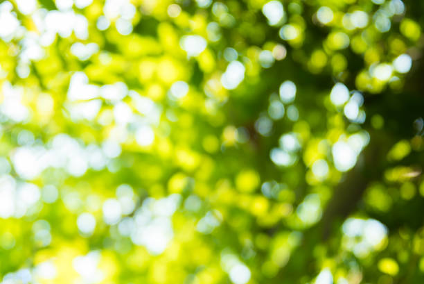 istock beautiful Natural green leaf and abstract blur bokeh light background 915562818