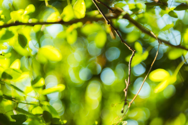 beautiful Natural green leaf and abstract blur bokeh light background.