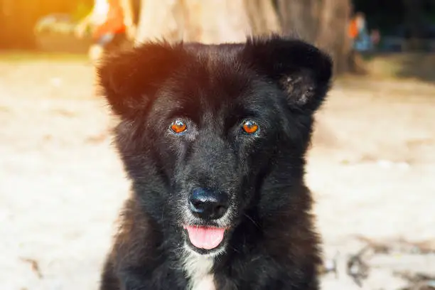 Cute black local Thai Dog look-alike bear sit on the beach looking at camera