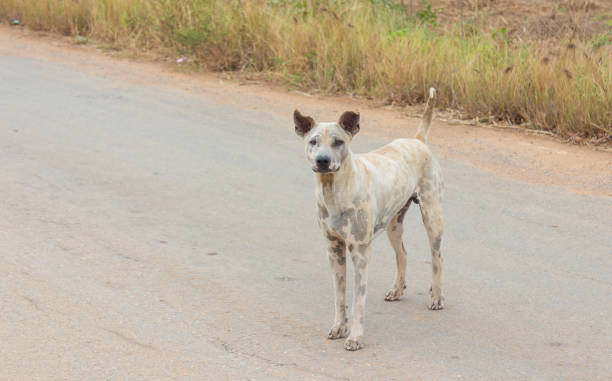istock Stray dogs in Thailand 915563502