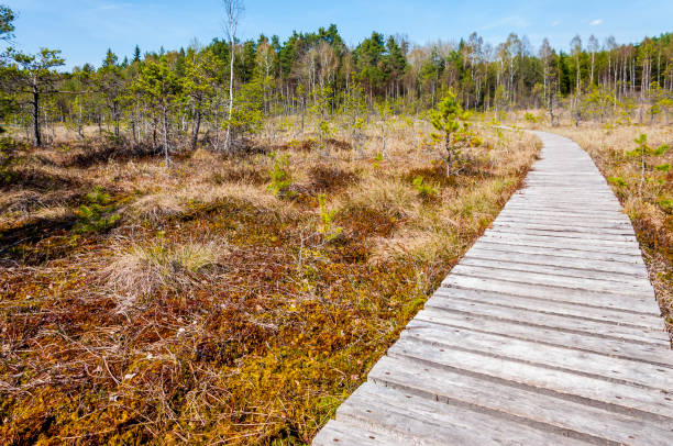 istock Wooden plank walkway in swamp forest 915564012
