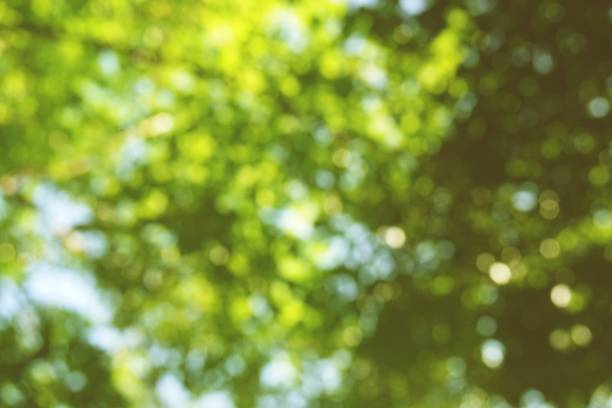istock nature bokeh in garden 915564374