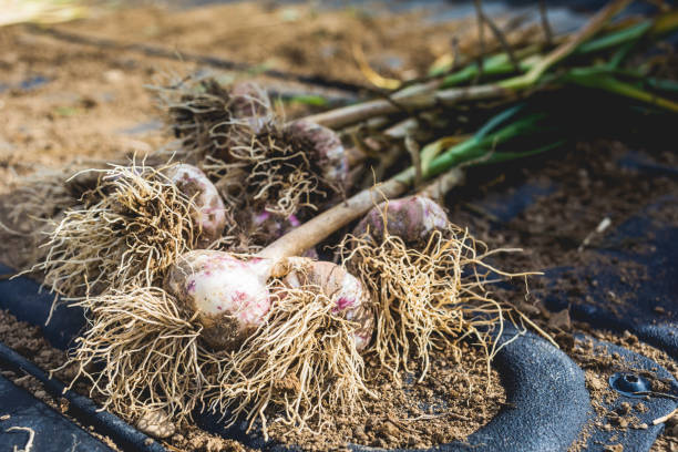 istock Freshly Picked Garlic Bulbs on Soil and Dirt 915570570
