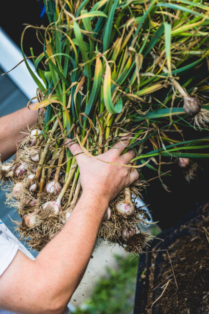 istock Handful of Freshly Picked Garlic with Roots 915573480