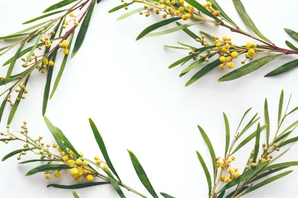 Frame with mimosa branches on white background. View from above. Copy space.