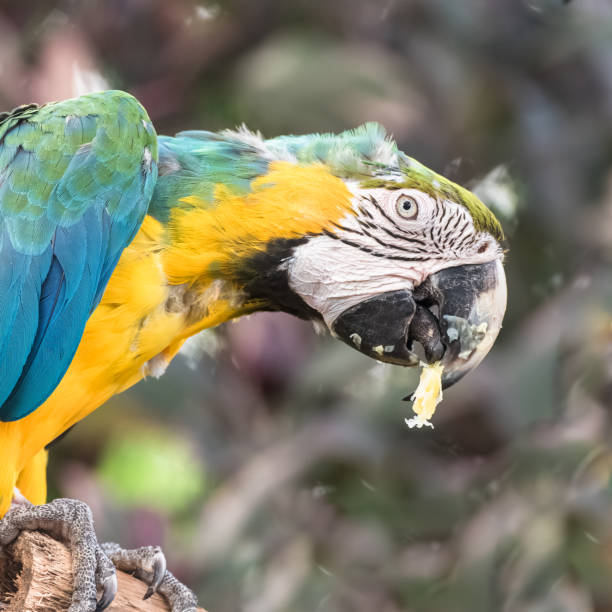 blue-and-yellow macaw - gelbbrustara stock-fotos und bilder