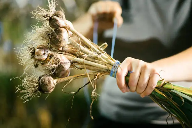 Tighting a rope Around a Freshly Picked Garlic Bouquet ready to Dry