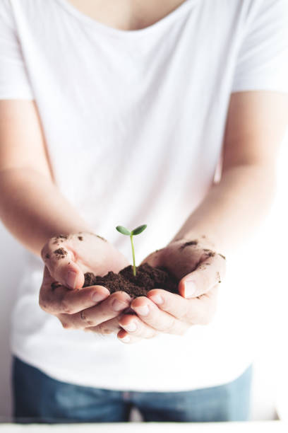 istock plant a tree Preserve the tree Protect the tree Hands holding a tree, white background clean. 915580904