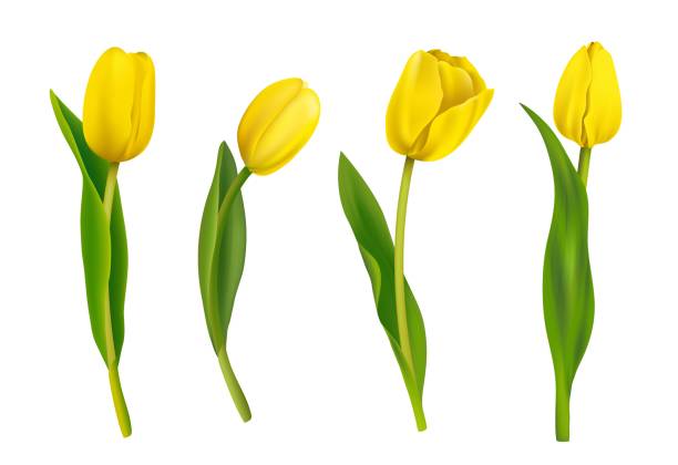 весенние желтые тюльпаны изолированы на белом фоне. - yellow tulip stock illustrations