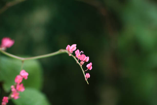 Fly on the plant